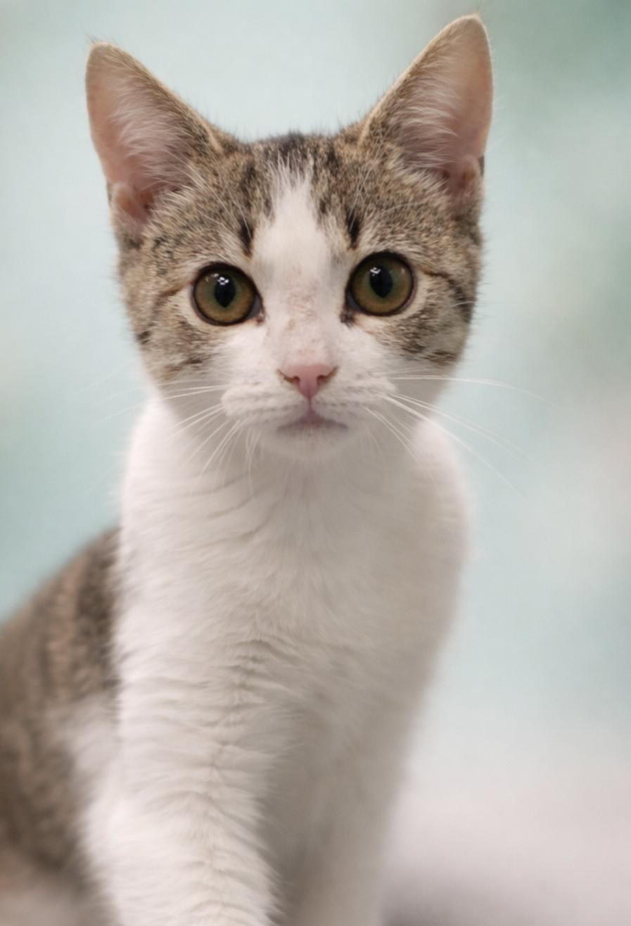 Sprinkles, adopted, Kitten Female Domestic Short Hair.