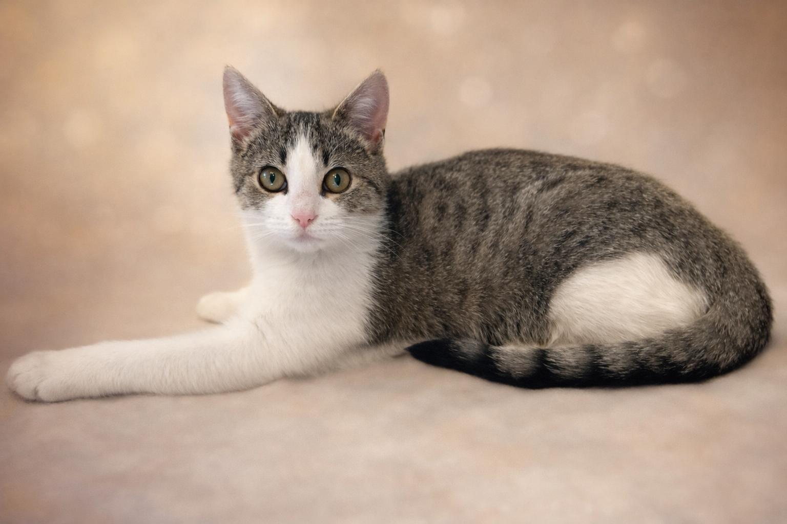Enlarge Sprinkles, an adopted Domestic Short Hair in Knoxville, TN image 2/3