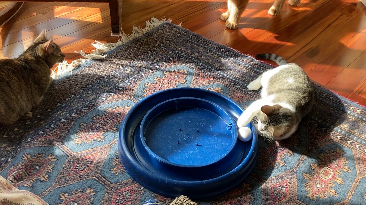 Enlarge Sprinkles, an adopted Domestic Short Hair in Knoxville, TN video 3/3