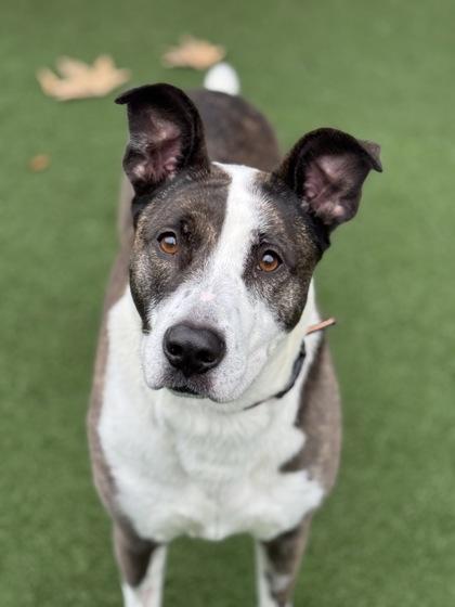 Enlarge Joy, an adoptable mixed breed in Sacramento, CA image 2/5