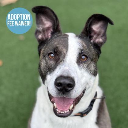 Joy, adoptable, Adult Female Pit Bull Terrier & American Staffordshire Terrier.