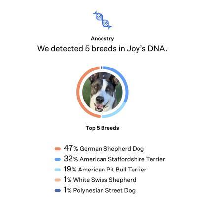 Joy, an adoptable mixed breed in Sacramento, CA image 6/6