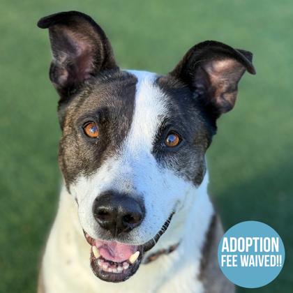 Enlarge Joy, an adoptable mixed breed in Sacramento, CA image 1/6