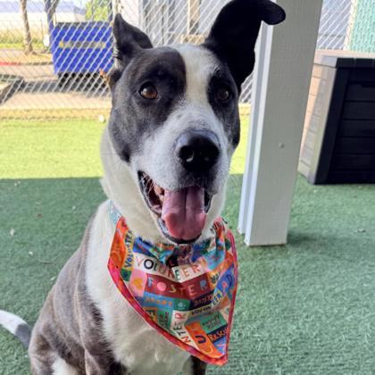 Joy, an adoptable mixed breed in Sacramento, CA image 6/6