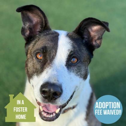 Joy, adoptable, Adult Female Pit Bull Terrier & American Staffordshire Terrier.