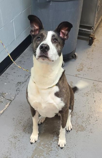 Enlarge Joy, an adoptable mixed breed in Sacramento, CA image 5/5