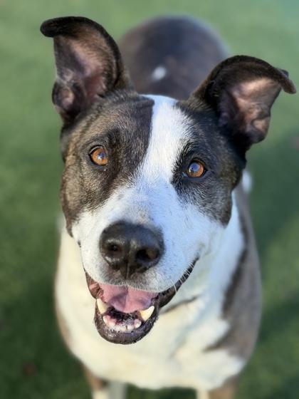 Enlarge Joy, an adoptable mixed breed in Sacramento, CA image 5/6