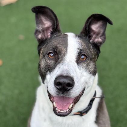 Enlarge Joy, an adoptable mixed breed in Sacramento, CA image 1/5