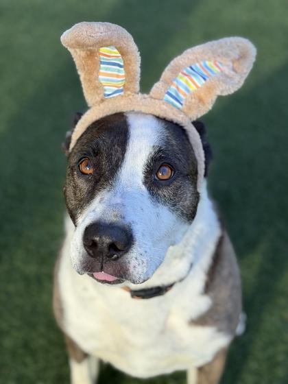 Enlarge Joy, an adoptable mixed breed in Sacramento, CA image 6/6