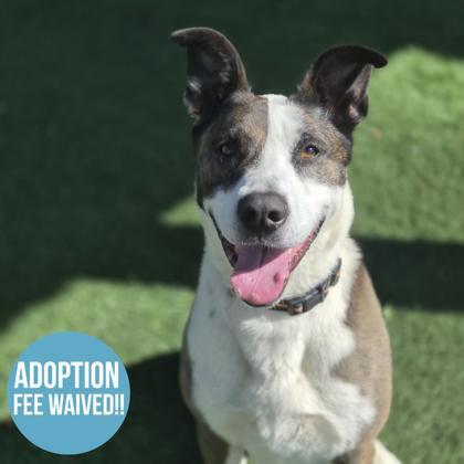 Enlarge Joy, an adoptable mixed breed in Sacramento, CA image 2/6