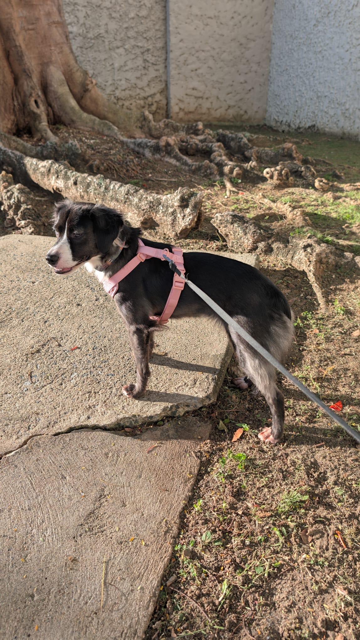Enlarge Zukie - The Cutie, a Adoptable mixed breed in CHAPEL HILL, NC image 3/6