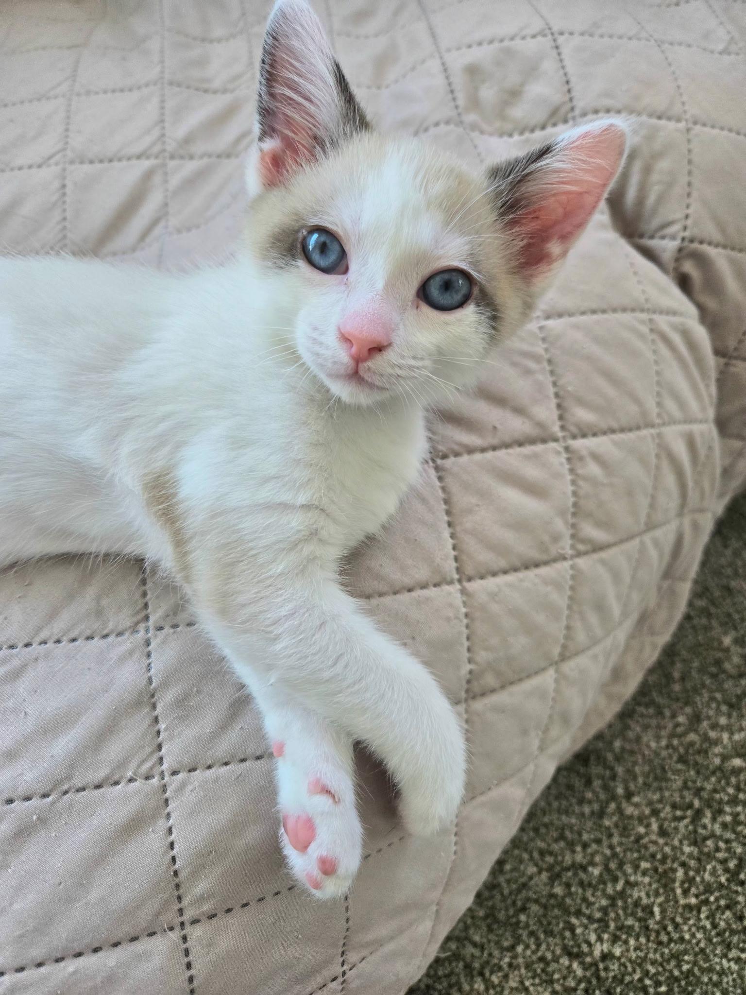 Koa (siamese) and Jagger (polydactyl), a ADOPTABLE mixed breed in Brighton, MI image 4/5