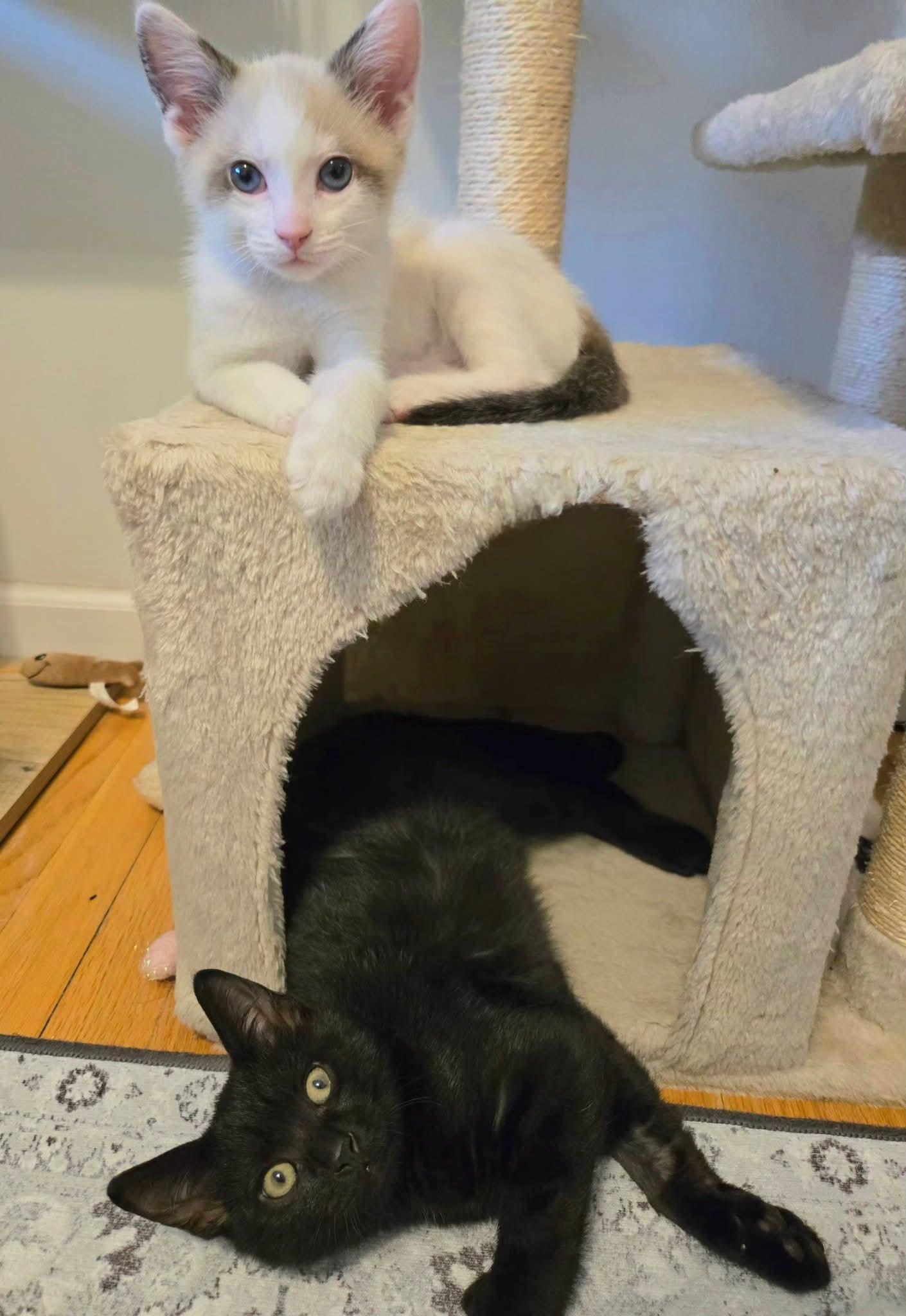Koa (siamese) and Jagger (polydactyl), a ADOPTABLE mixed breed in Brighton, MI image 3/5
