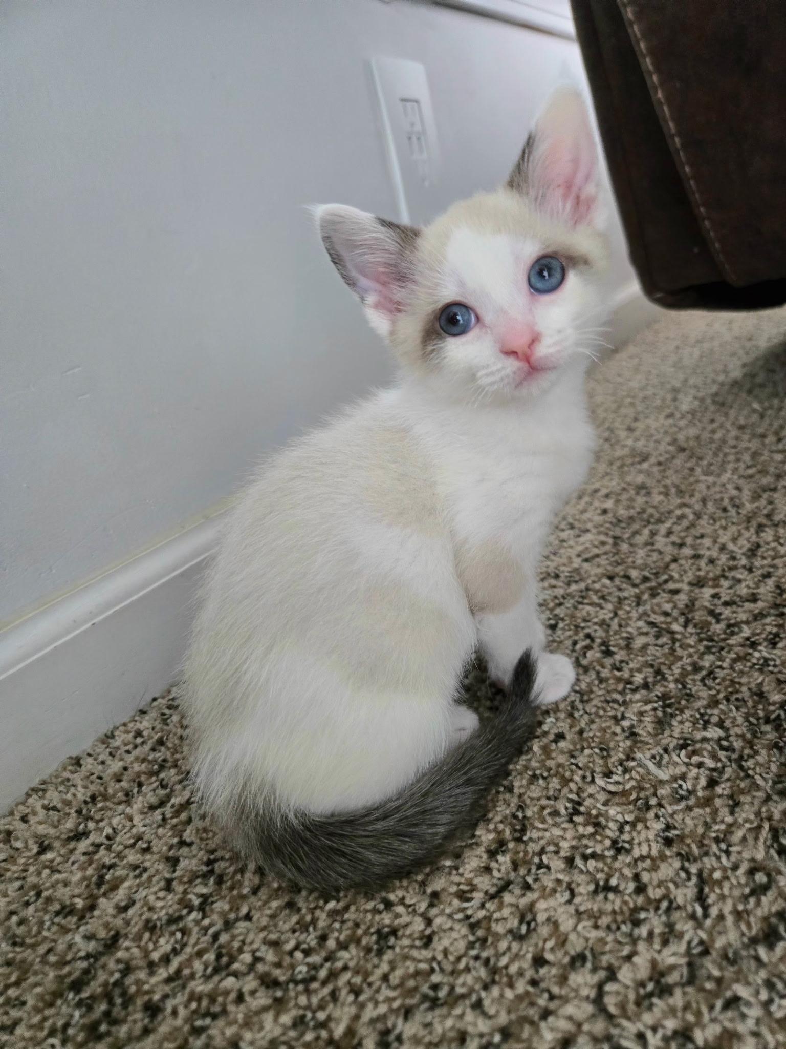 Koa (siamese) and Jagger (polydactyl), ADOPTABLE, Kitten Male Siamese & Ragdoll.