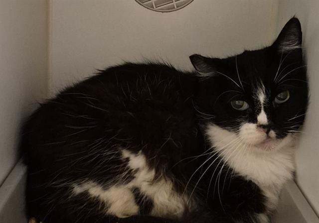 INDY, Adoptable, Adult Female Domestic Medium Hair.