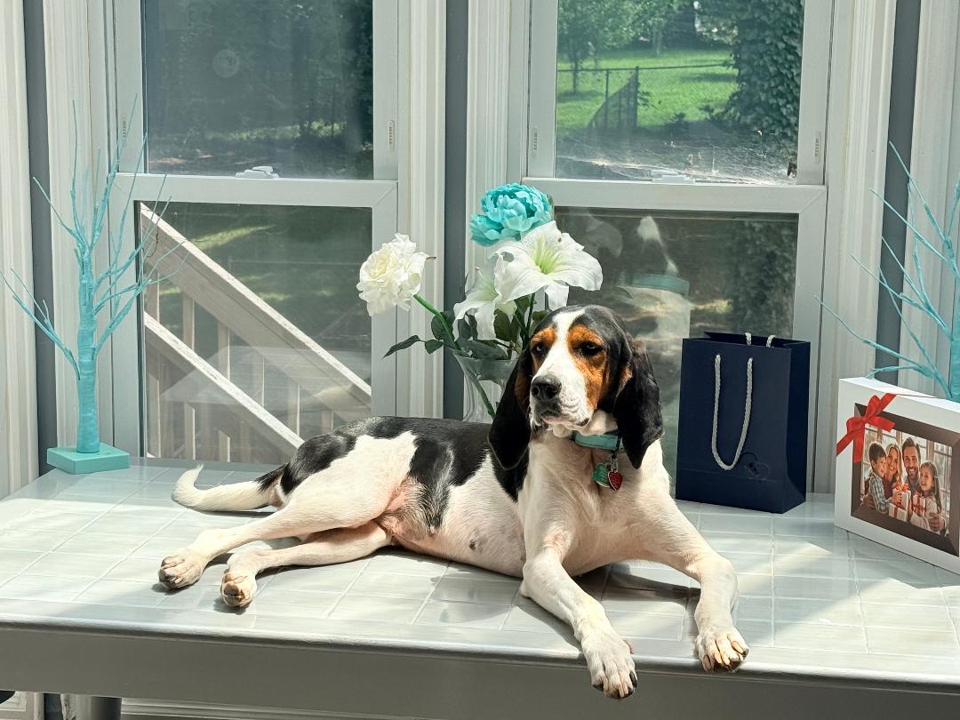 Zara, Adoptable, Adult Female Treeing Walker Coonhound.