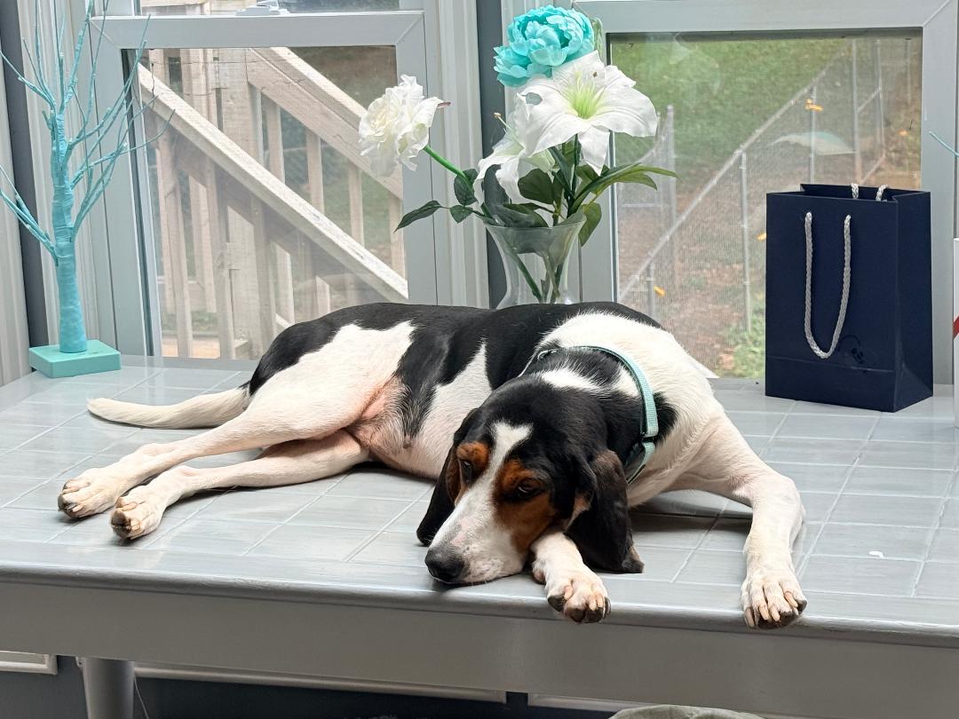 Enlarge Zara, a Adoptable Treeing Walker Coonhound in Acworth, GA image 3/3