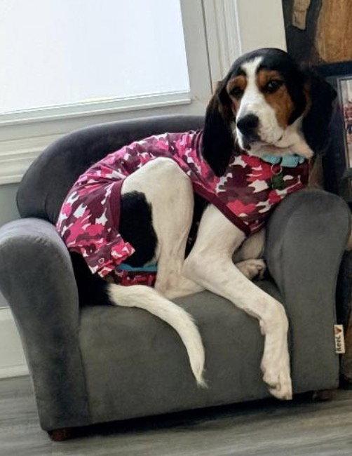 Zara, a Adoptable mixed breed in Acworth, GA image 2/3