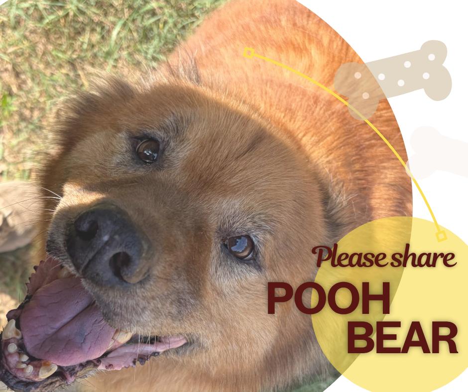 Enlarge Pooh Bear, a ADOPTABLE mixed breed in Manistee, MI image 1/2