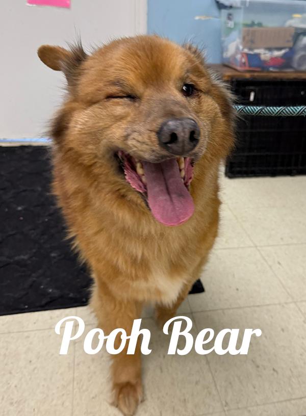 Enlarge Pooh Bear, a ADOPTABLE mixed breed in Manistee, MI image 2/2