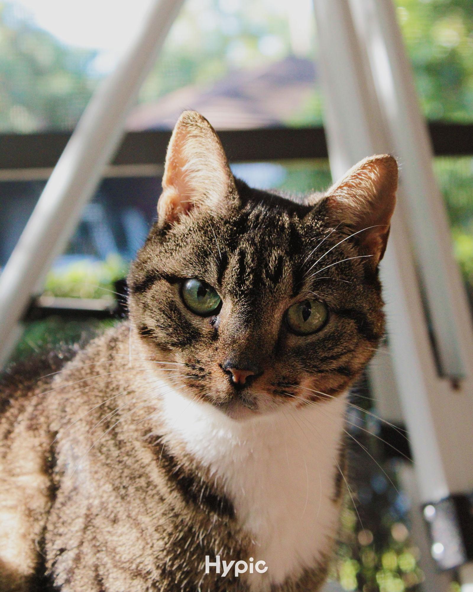 Smokey, a Adoptable Tabby in Naples, FL image 1/2