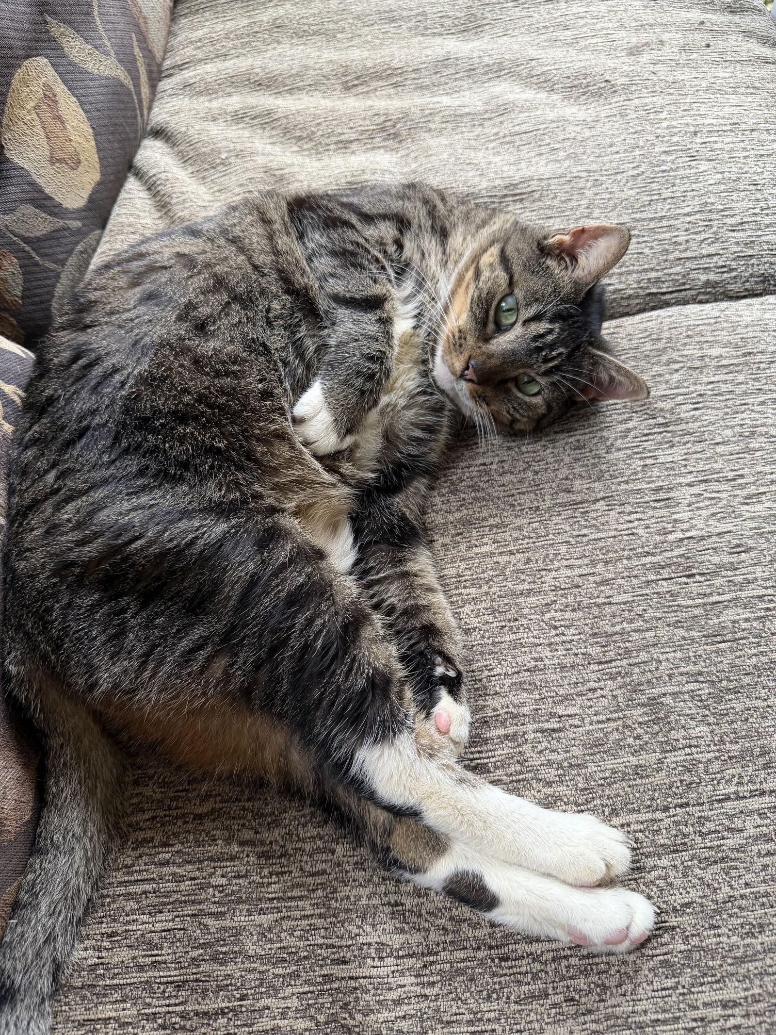 Smokey, a Adoptable Tabby in Naples, FL image 2/2
