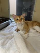 Pikachu, Adoptable, Adult Male Domestic Short Hair.