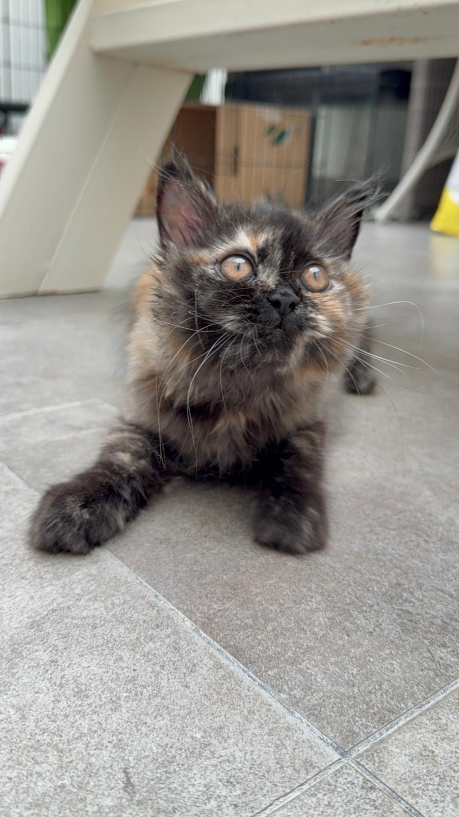 Beverly, Adopted, Young Female Domestic Long Hair.