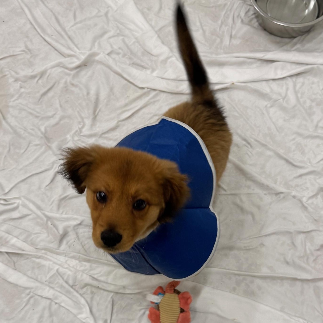 Enlarge Lysandra 1603, an adopted Mixed Breed in Boca Raton, FL image 2/3