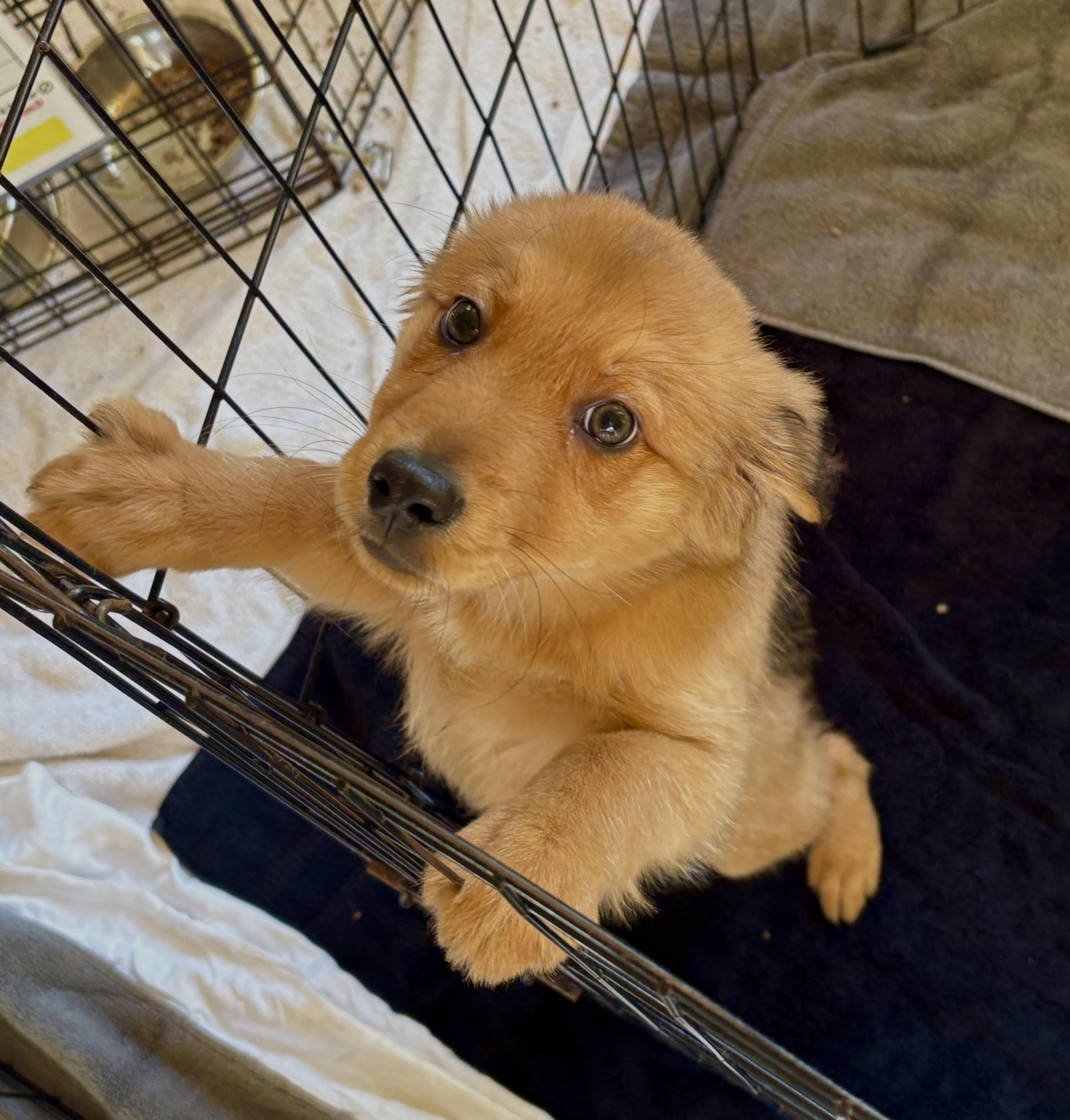 Enlarge Lysandra 1603, an adopted Mixed Breed in Boca Raton, FL image 1/3