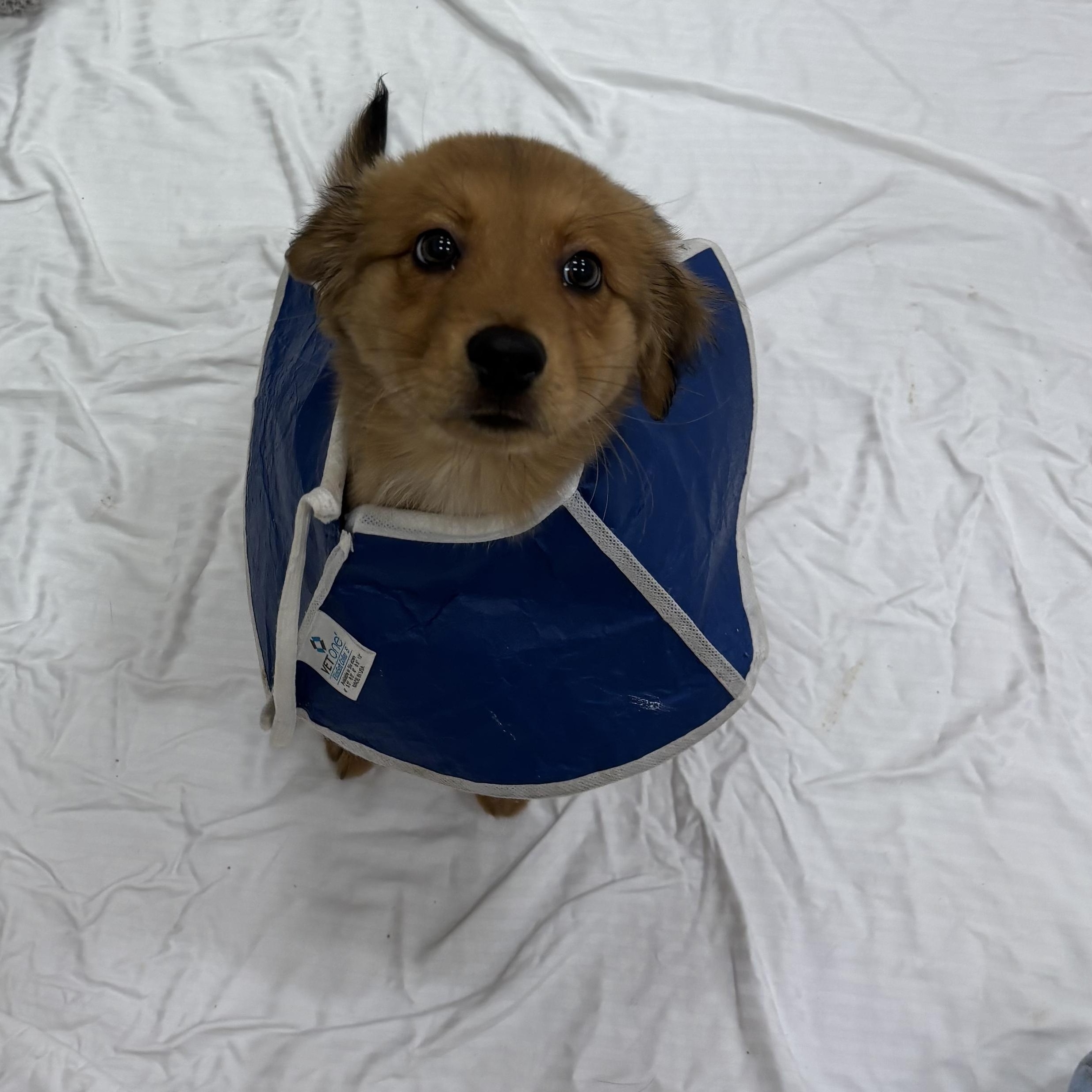 Enlarge Lysandra 1603, an adopted Mixed Breed in Boca Raton, FL image 3/3