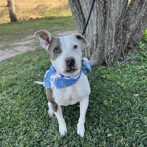 Enlarge ALLEY, a Adoptable Pit Bull Terrier in Enola, PA image 2/6