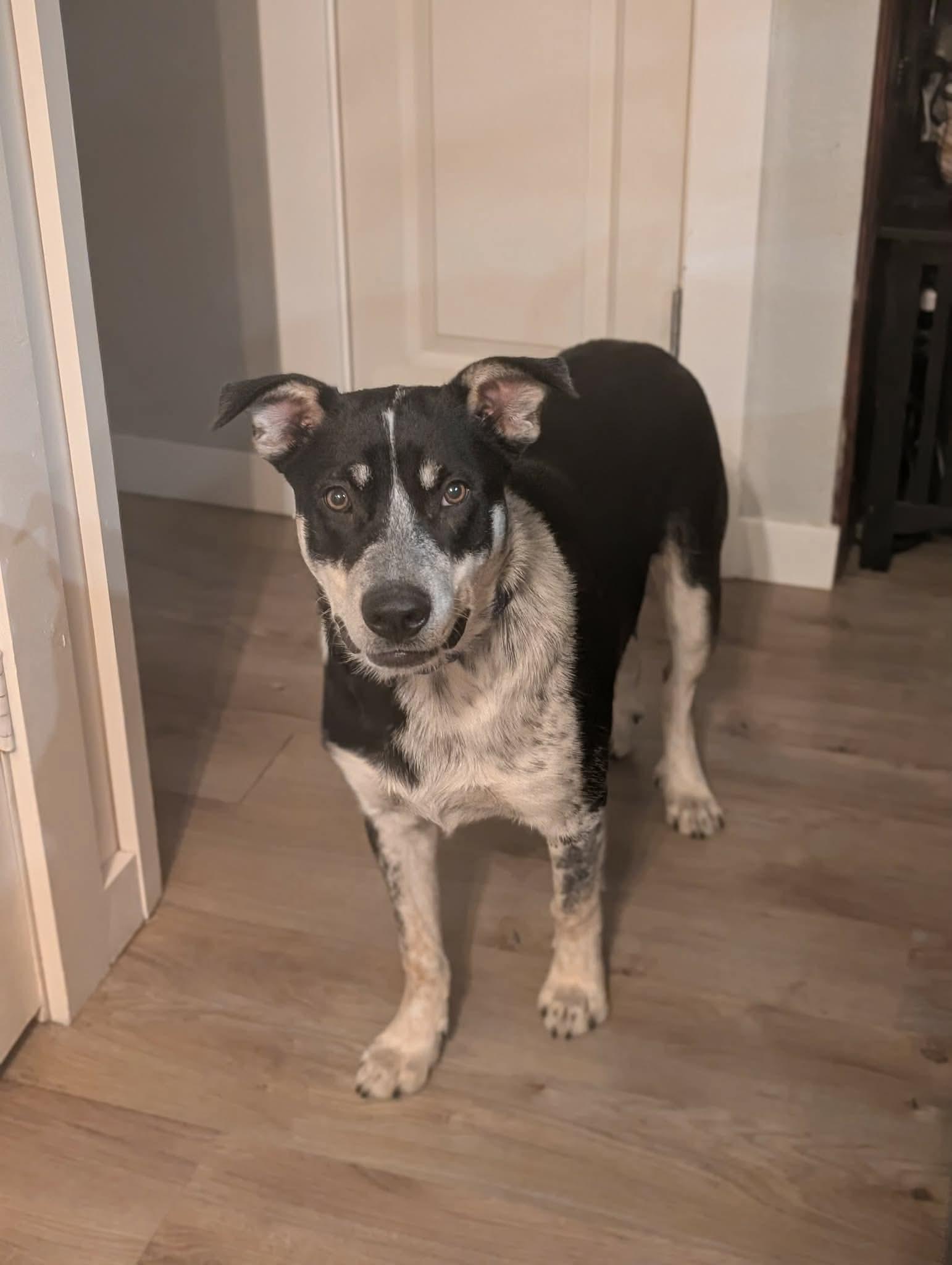 Rowdy, Adoptable, Young Male Australian Cattle Dog / Blue Heeler & Australian Shepherd.