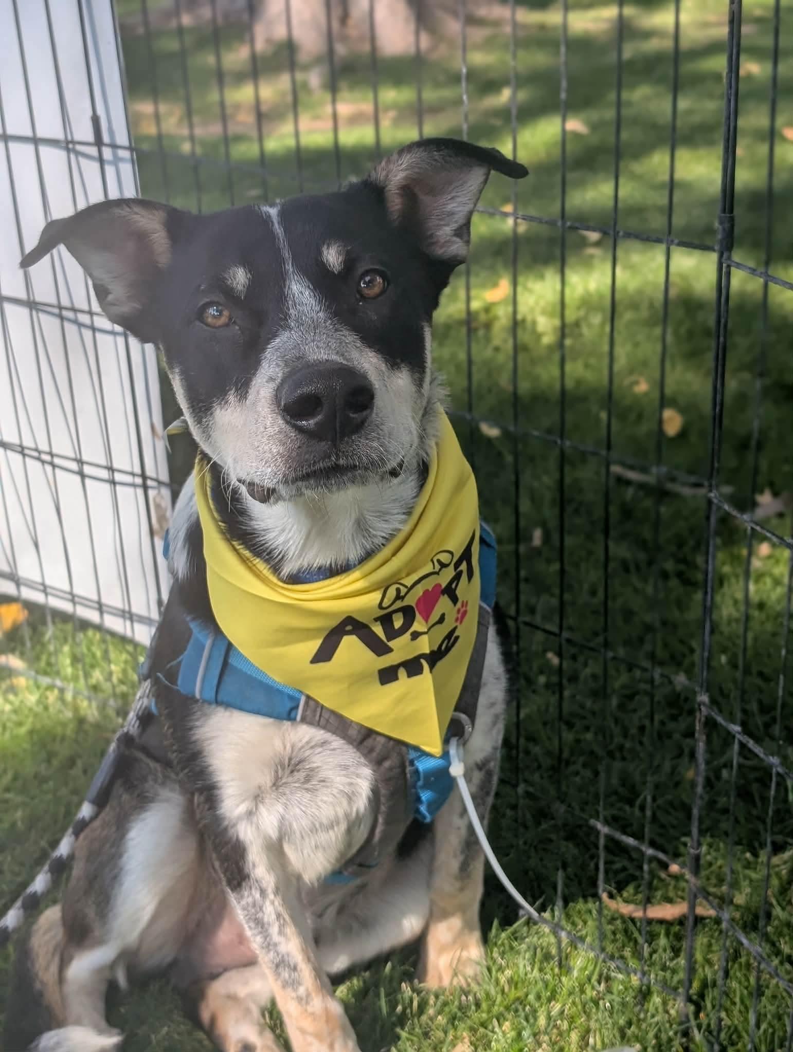Enlarge Rowdy, a Adoptable mixed breed in Boise, ID image 2/5