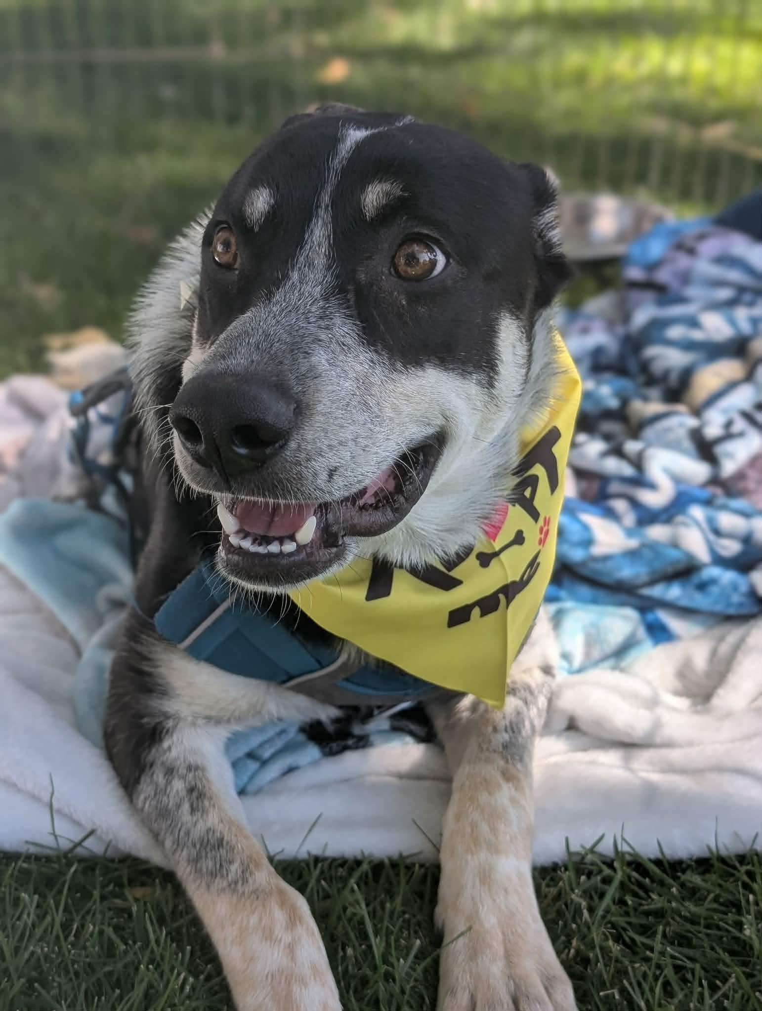 Enlarge Rowdy, a Adoptable mixed breed in Boise, ID image 3/5