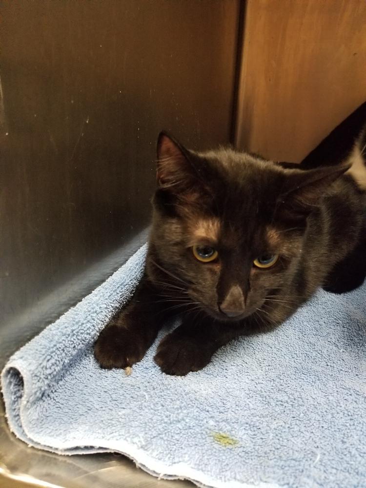 Puma, Adopted, Young Female Domestic Short Hair.