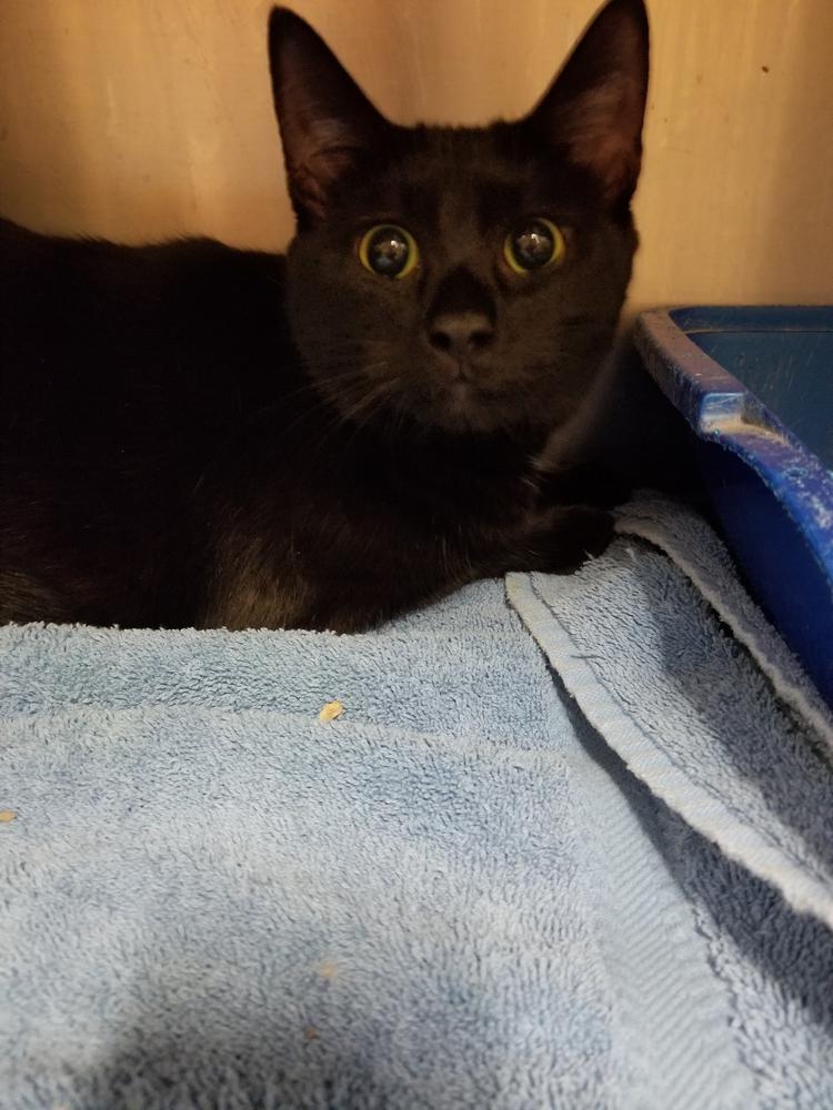 Enlarge Puma, a Adopted mixed breed in Oakville, CT image 2/6