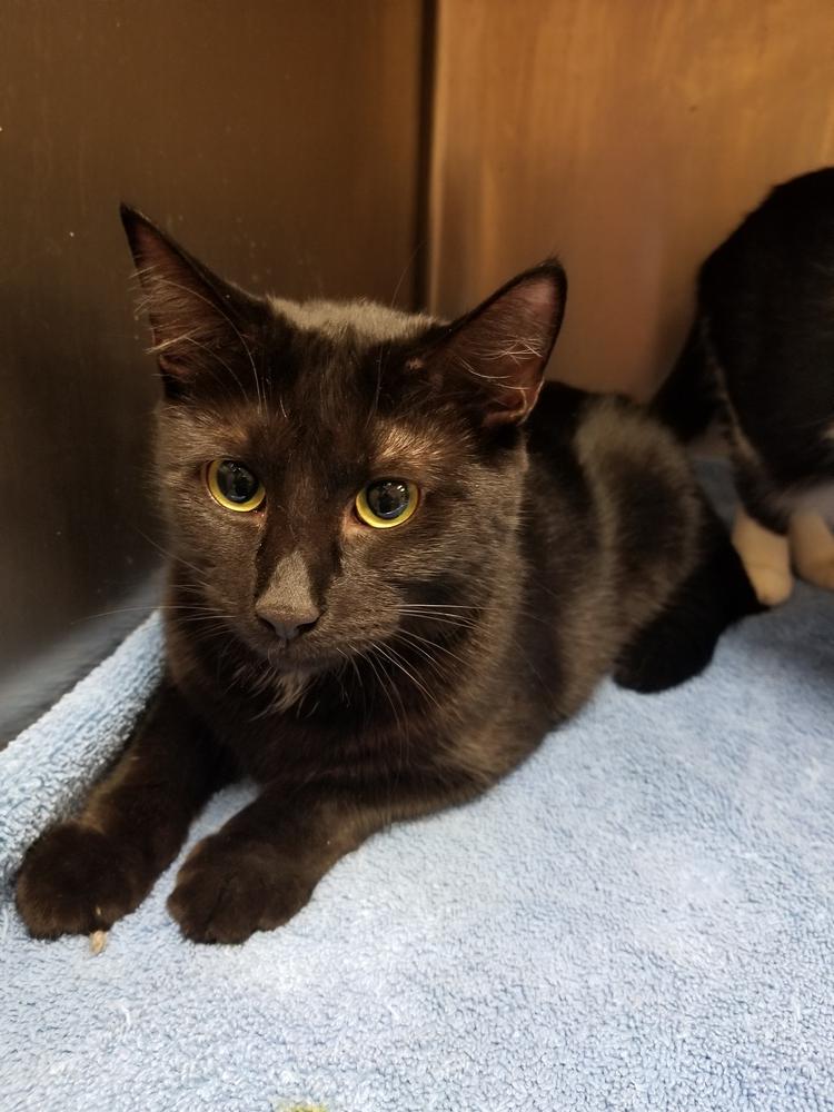 Enlarge Puma, a Adopted mixed breed in Oakville, CT image 3/6