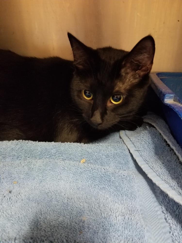 Enlarge Puma, a Adopted mixed breed in Oakville, CT image 4/6