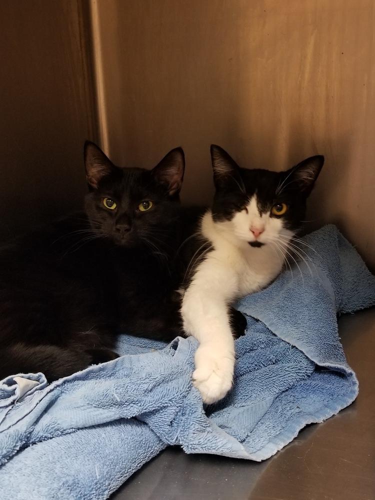 Enlarge Puma, a Adopted mixed breed in Oakville, CT image 5/6