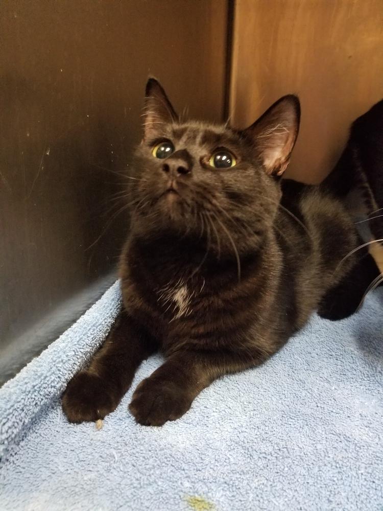 Enlarge Puma, a Adopted mixed breed in Oakville, CT image 6/6