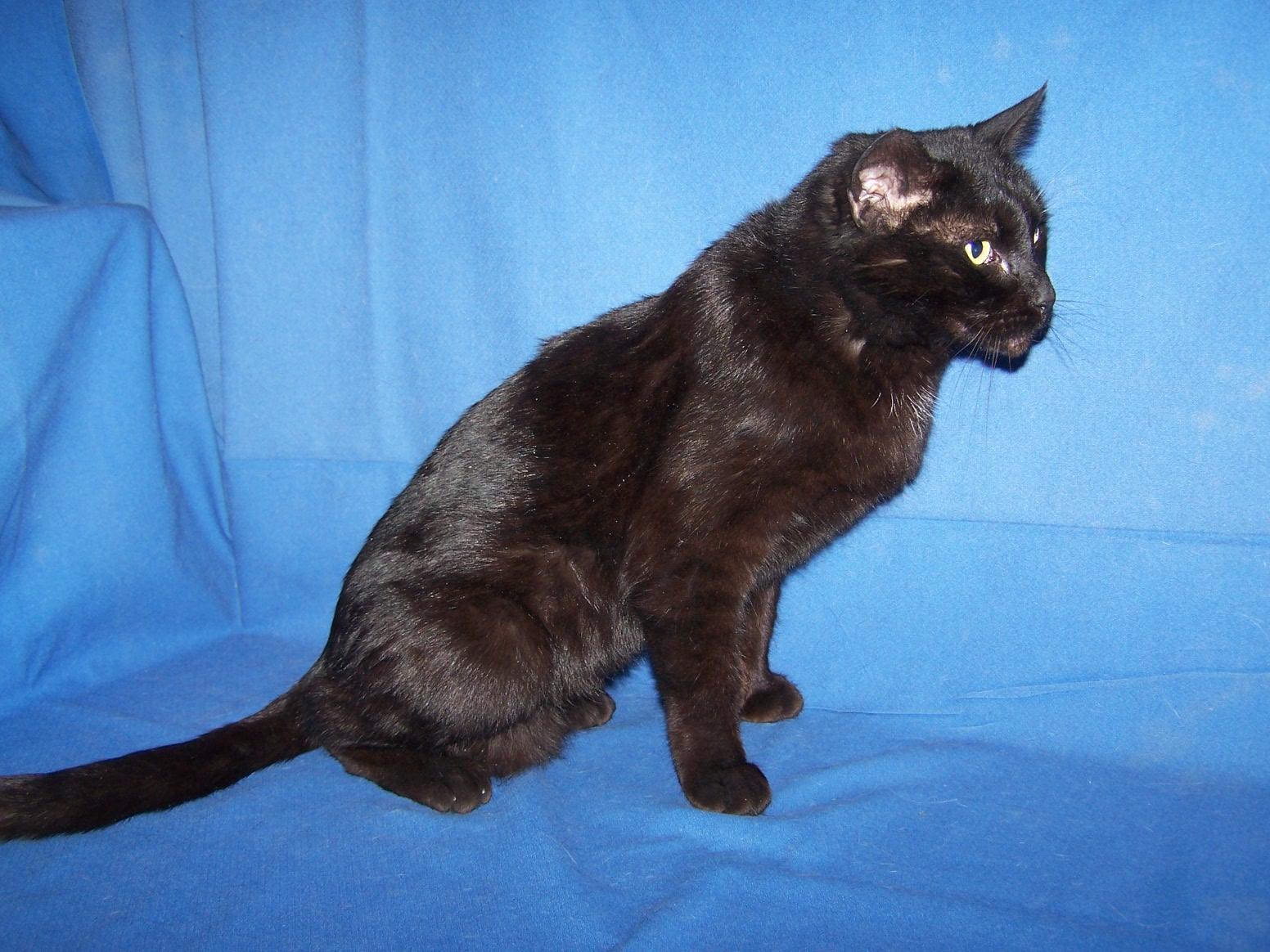 Midnight Lady, adoptable, Adult Female Domestic Short Hair.