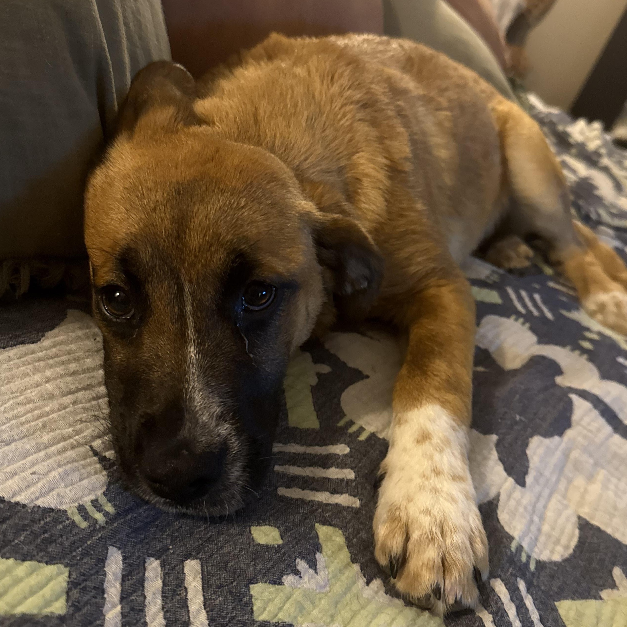 Enlarge Lovely Rita, a ADOPTABLE mixed breed in Richmond, VA image 6/6