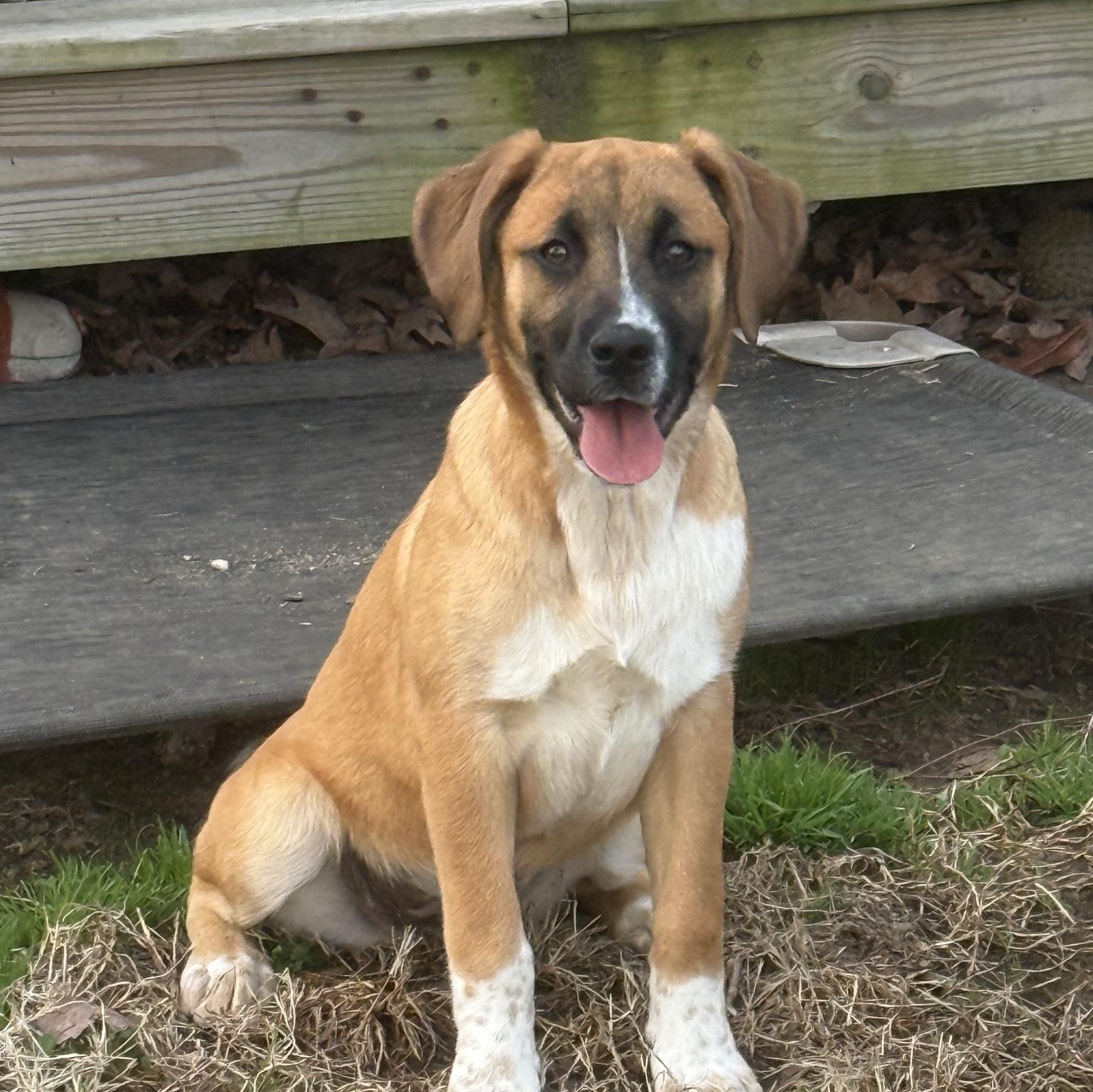 Lovely Rita, ADOPTABLE, Puppy Female Boxer & German Shepherd Dog.