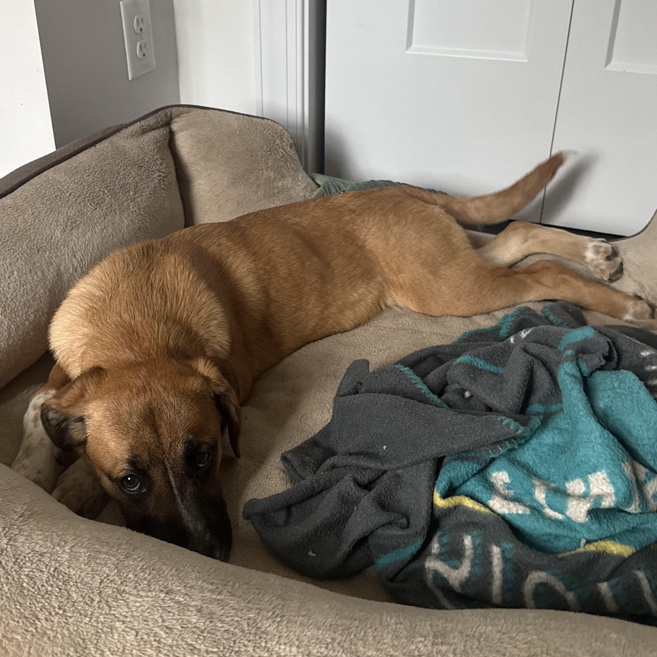 Enlarge Lovely Rita, a ADOPTABLE mixed breed in Richmond, VA image 3/6