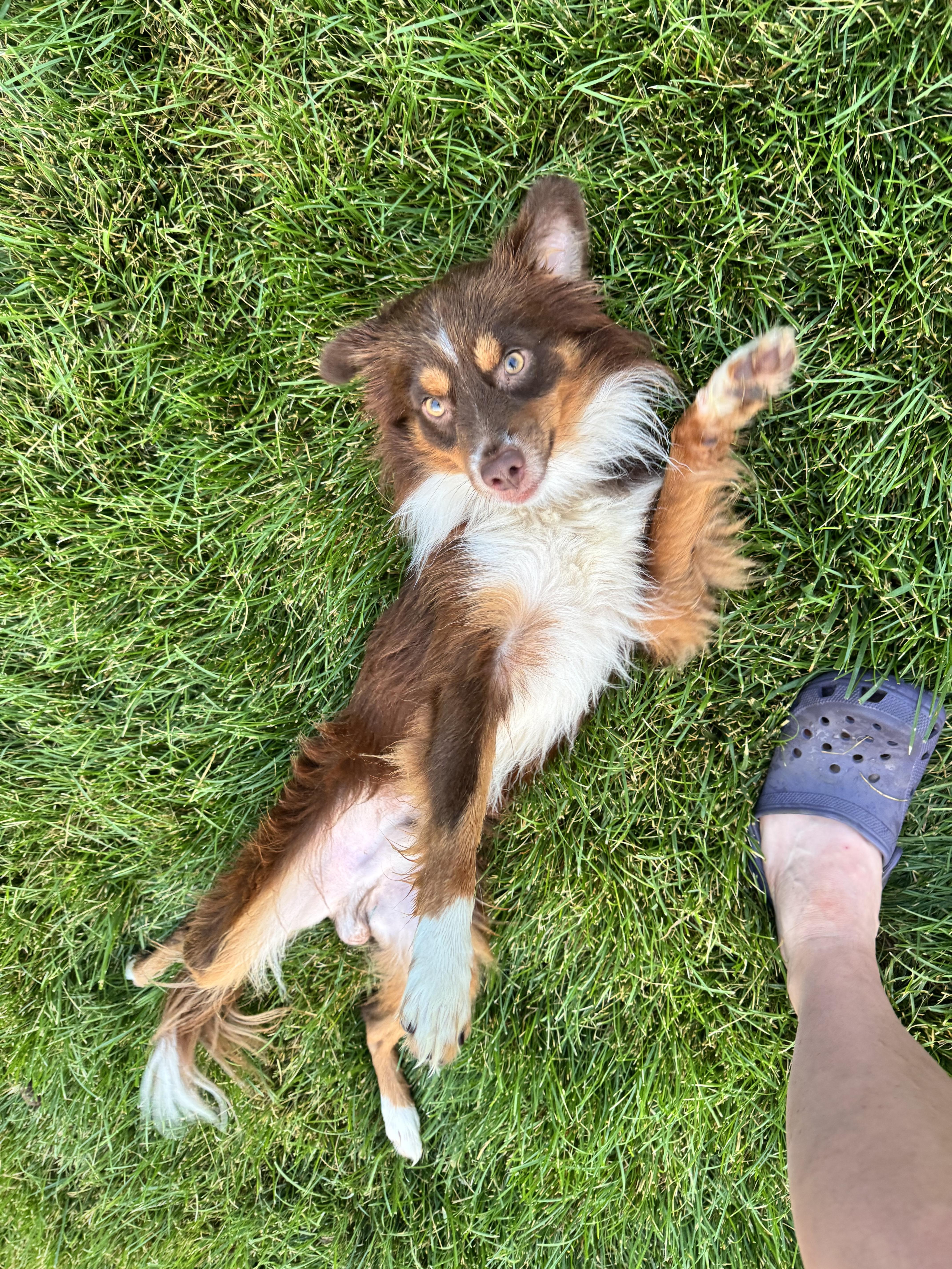Sparky, a Adoptable Australian Shepherd in Virginia Beach, VA image 2/6