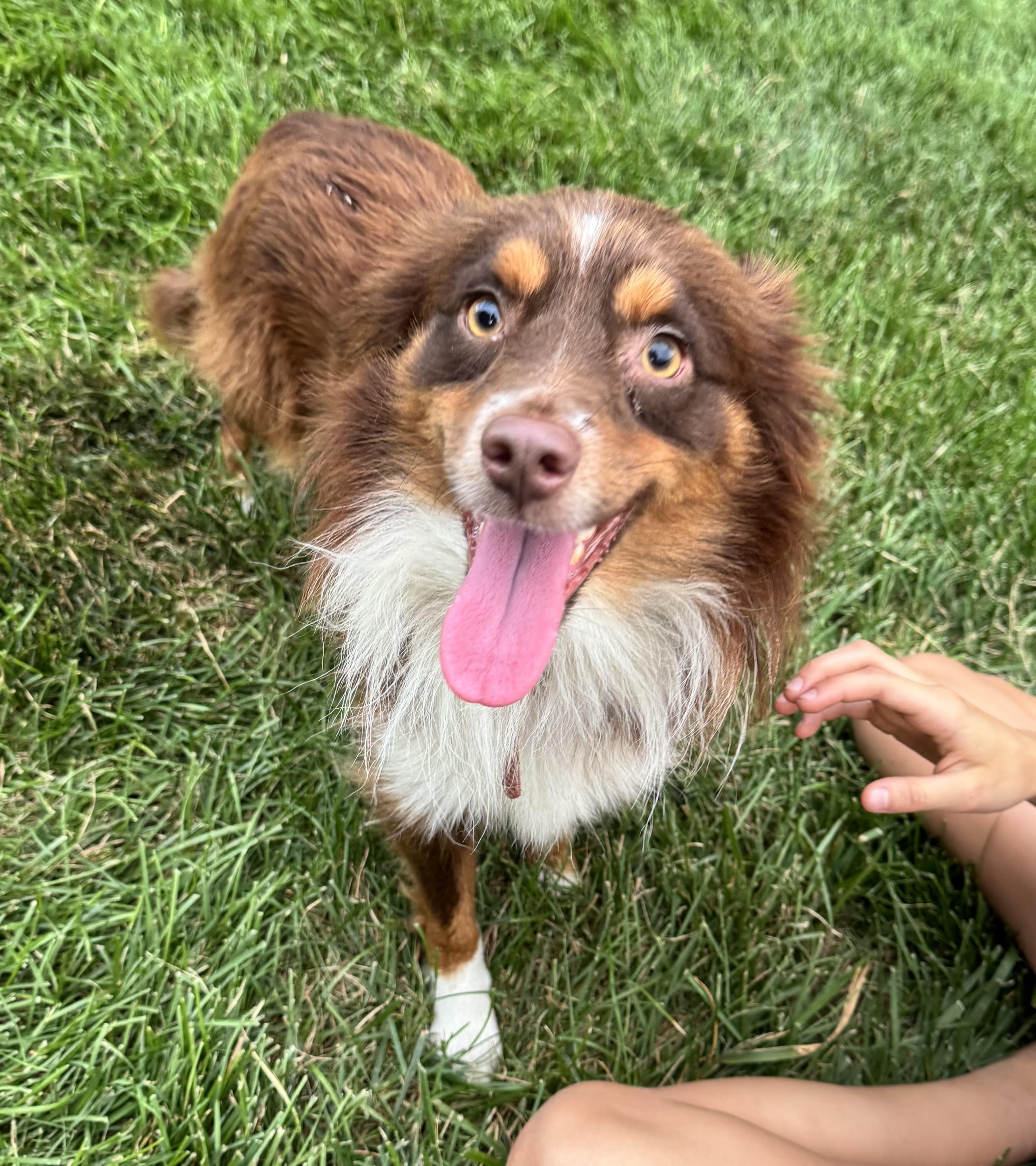 Sparky, Adoptable, Young Male Australian Shepherd.