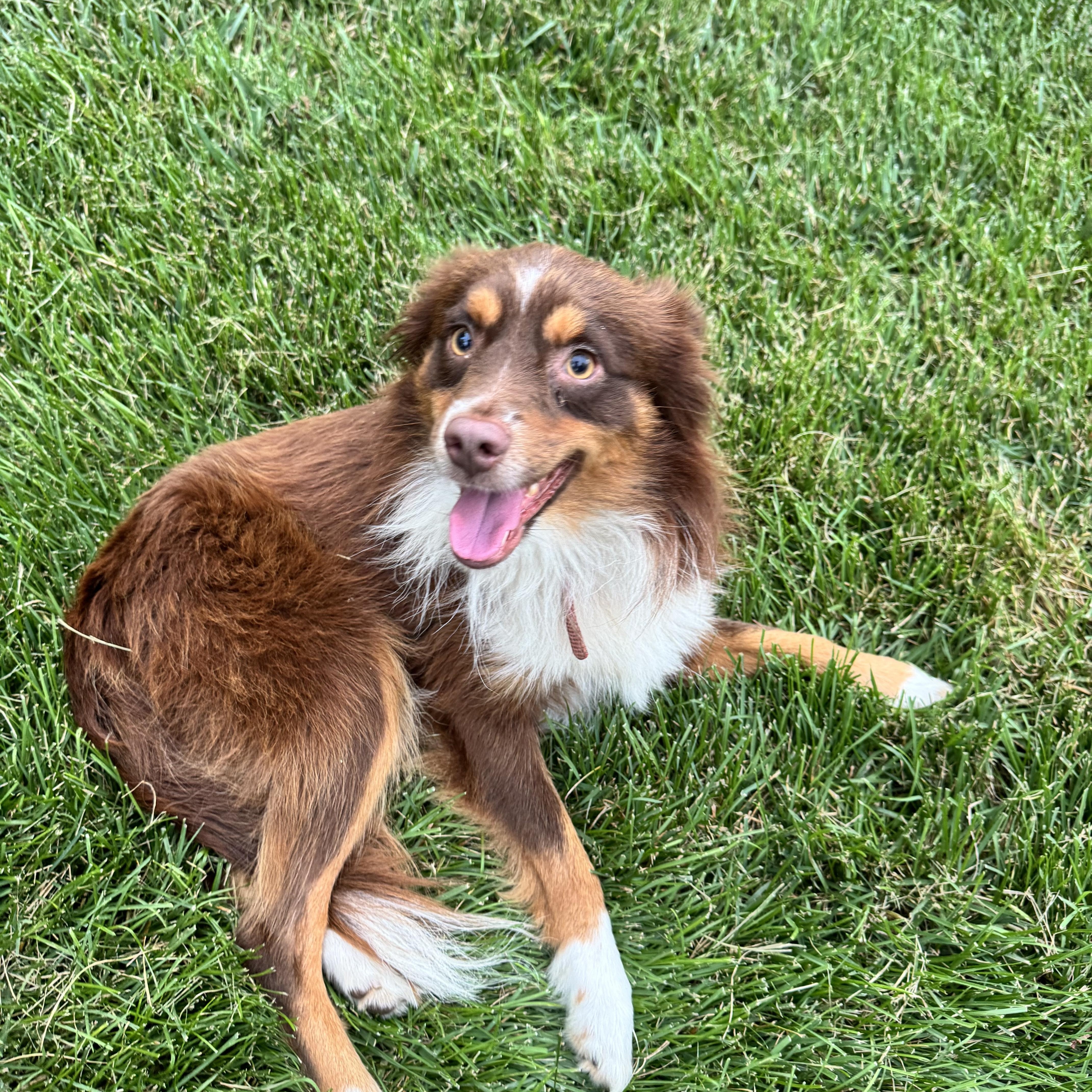 Sparky, a Adoptable Australian Shepherd in Virginia Beach, VA image 6/6