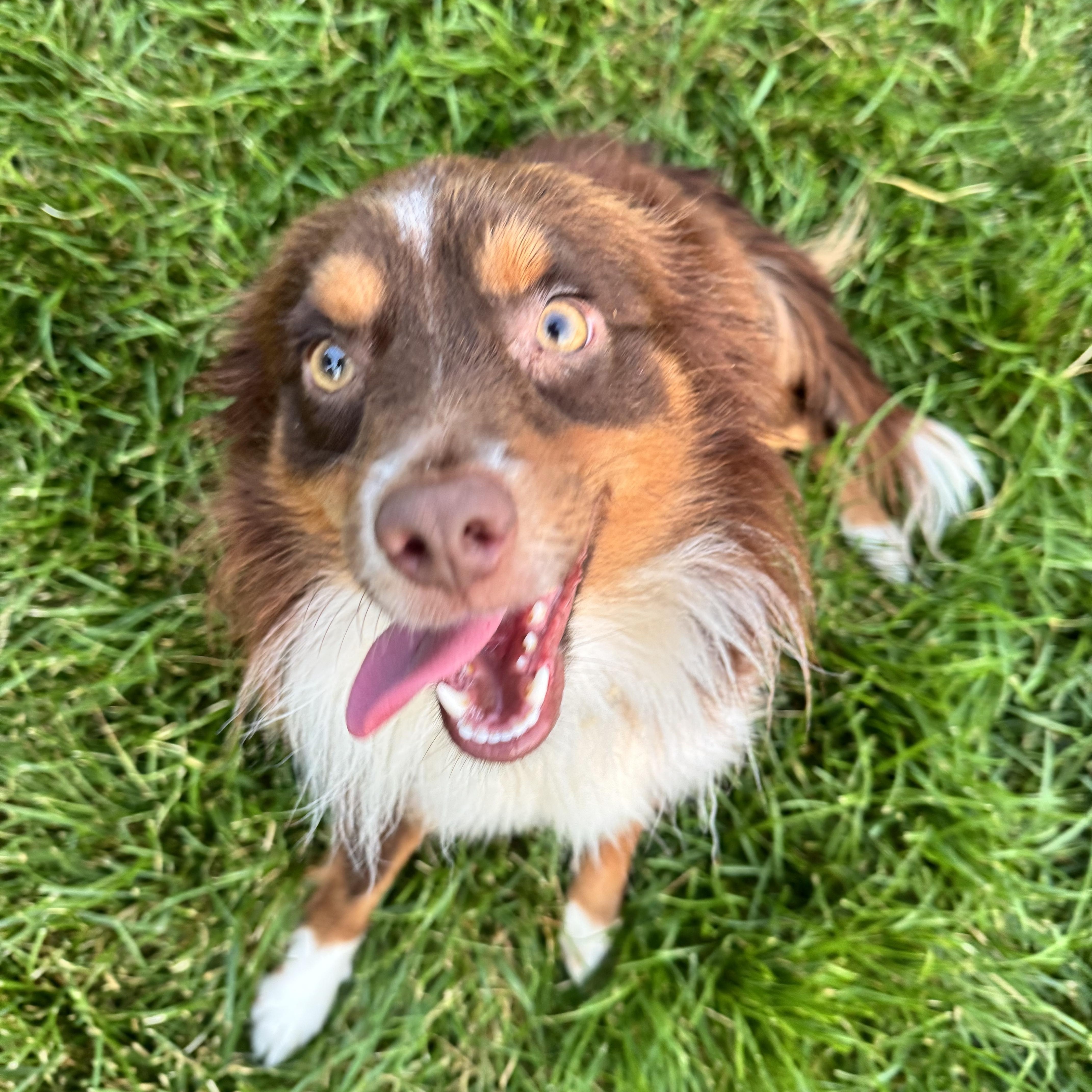 Sparky, a Adoptable Australian Shepherd in Virginia Beach, VA image 4/6