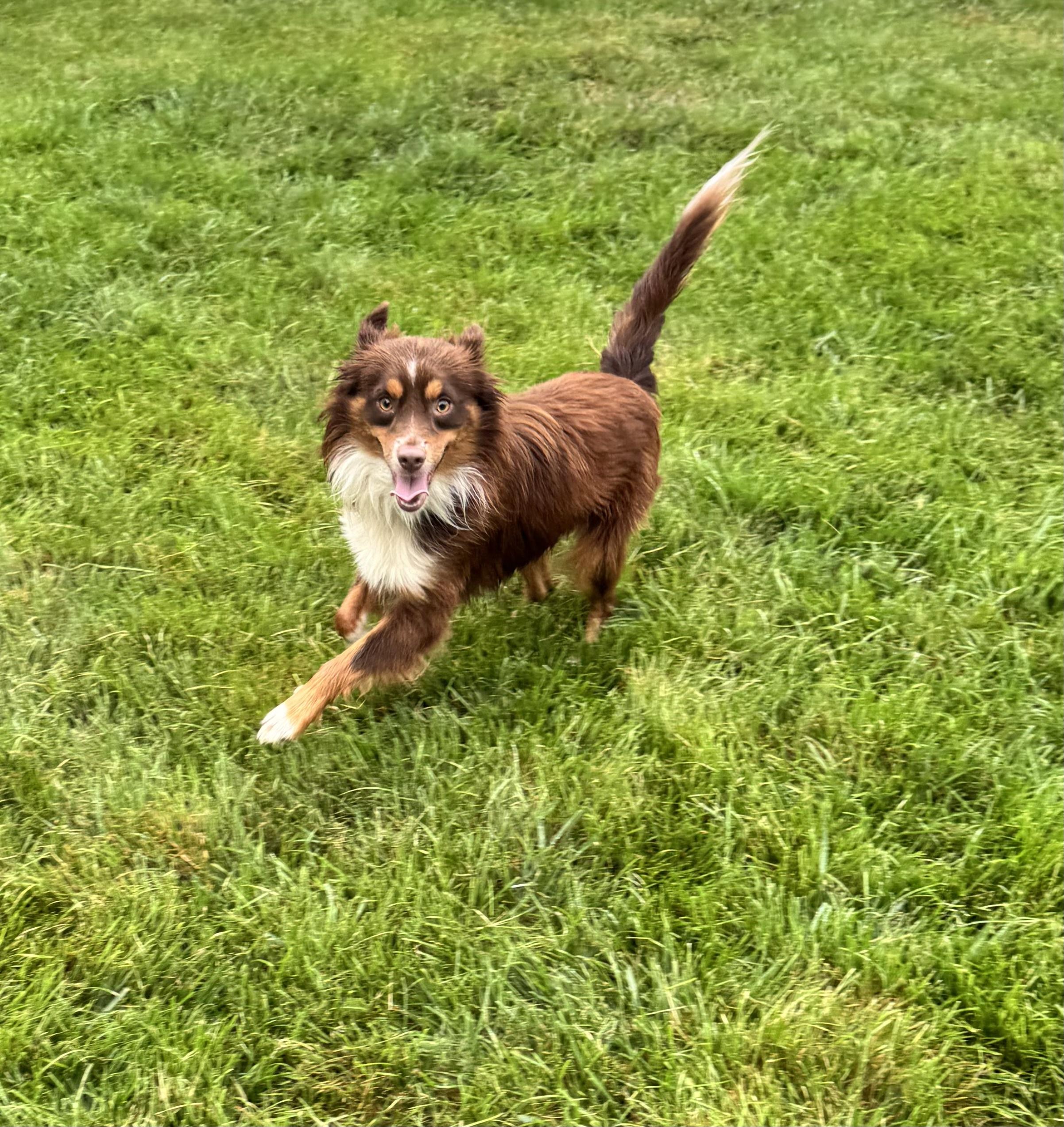 Sparky, a Adoptable Australian Shepherd in Virginia Beach, VA image 5/6